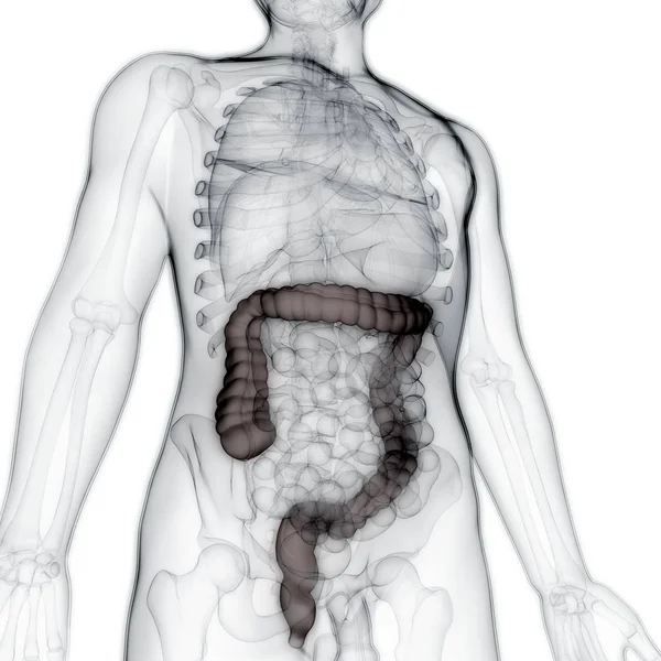 Sistema Digestivo Humano Anatomia Intestinal Grande — Fotografia de Stock