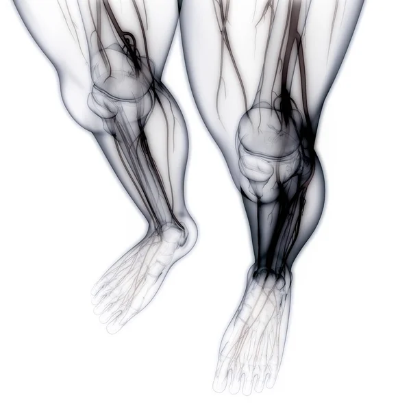 Menschliche Körperknochen Gelenkschmerzen Fußgelenke Und Knochen Illustration — Stockfoto