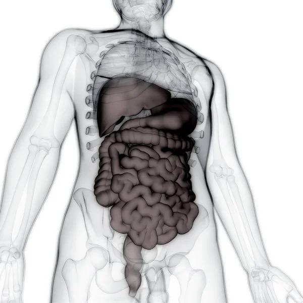 Anatomie Des Menschlichen Verdauungssystems Dick Und Dünndarm — Stockfoto