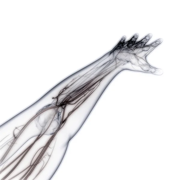 Nsan Vücut Kemiği Eklem Ağrısı Eklemleri Çizim — Stok fotoğraf