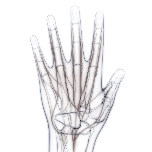 Emberi Test Csont Ízületi Fájdalmak Kézízület Illusztráció — Stock Fotó