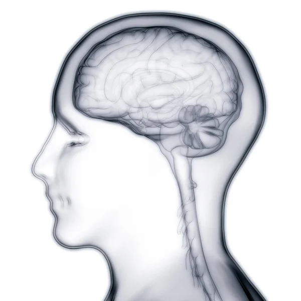 Anatomía Del Cerebro Humano Ilustración —  Fotos de Stock