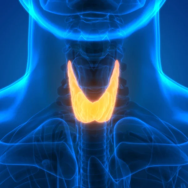 Human Body Glands Thyroid Gland Anatomy Illustration — Photo