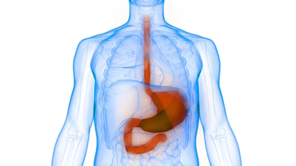 Anatomía Estomacal Del Sistema Digestivo Humano Ilustración — Foto de Stock