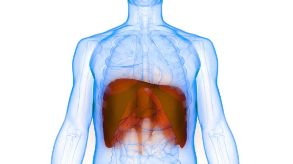 Диафрагма Дыхательной Системы Человека Анатомия Иллюстрация — стоковое фото