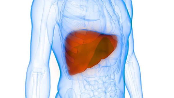 Ludzki Wewnętrzny Organ Trawienny Anatomia Wątroby — Zdjęcie stockowe