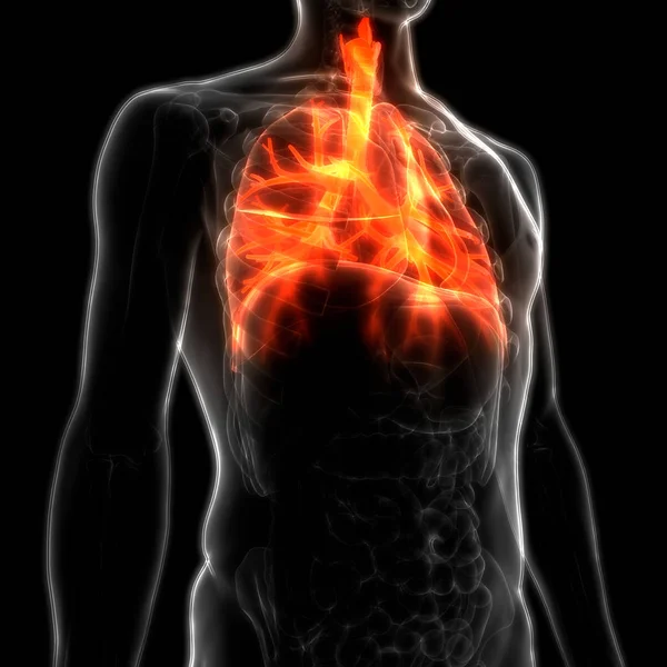 Anatomie Pulmonaire Système Respiratoire Humain — Photo