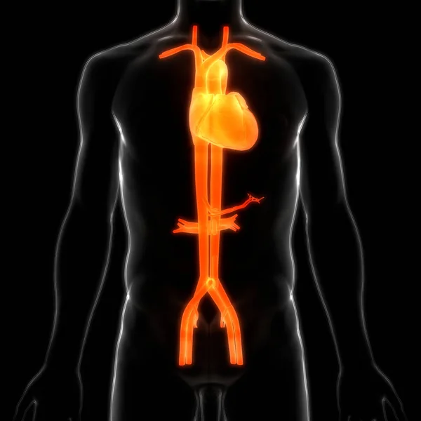 Ludzki Układ Krążenia Anatomia Serca — Zdjęcie stockowe