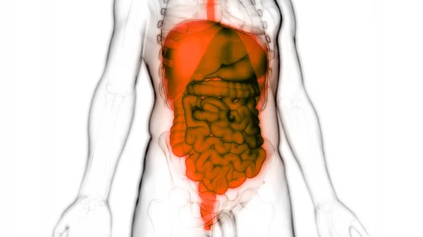 Sistema Digestivo Humano Anatomía Del Intestino Delgado Grueso — Foto de Stock