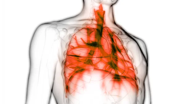 Human Respiratory System Lungs Anatomy — Stock Photo, Image