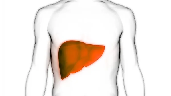 Human Internal Digestive Organ Liver Anatomy Inglés —  Fotos de Stock