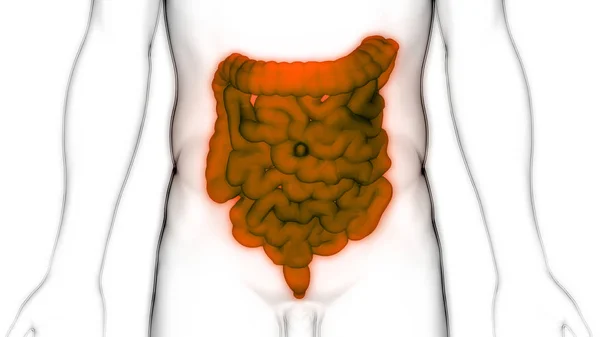 Sistema Digestivo Humano Anatomía Del Intestino Delgado Grueso — Foto de Stock