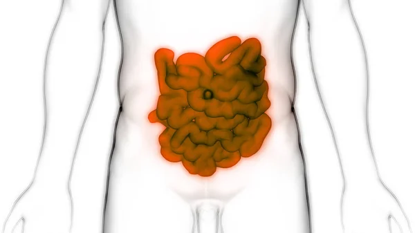 Sistema Digestivo Humano Anatomia Intestinal Grande Pequena — Fotografia de Stock