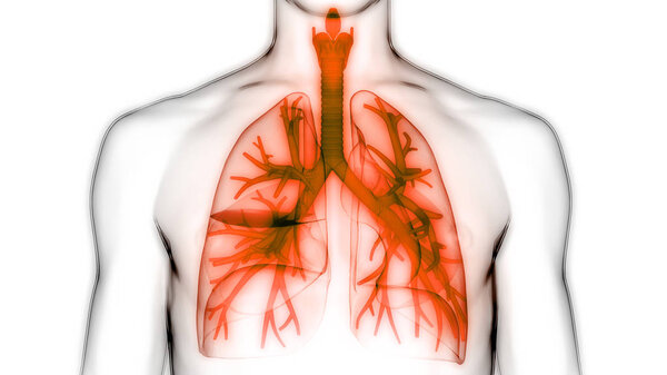 Анатомия легких дыхательной системы человека. 3D 