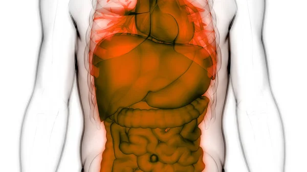 Menselijk Spijsverteringssysteem Grote Kleine Intestine Anatomie — Stockfoto