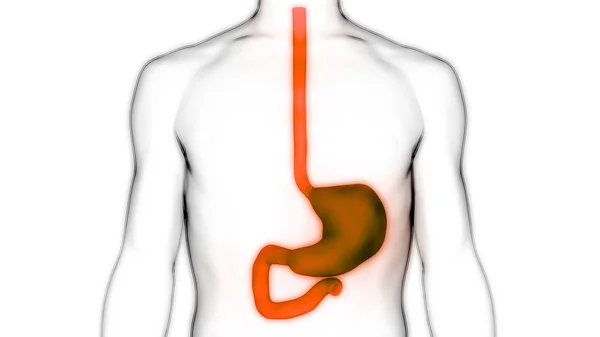 人体消化系统胃解剖 — 图库照片