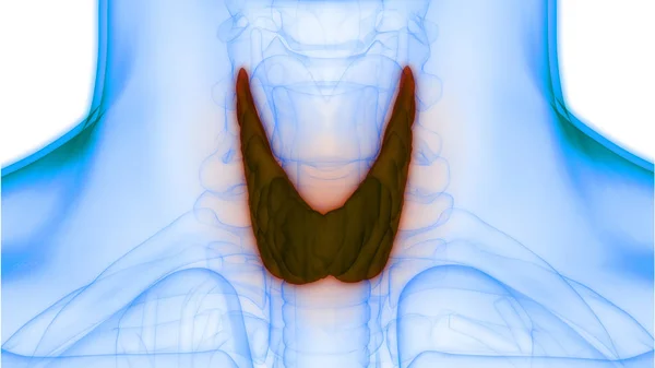 Menselijke Lichaamsklieren Schildklier Anatomie Illustratie — Stockfoto