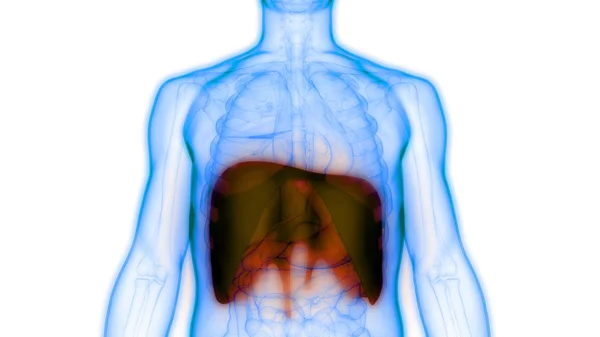 Anatomia Diafragma Sistema Respiratório Humano Ilustração — Fotografia de Stock