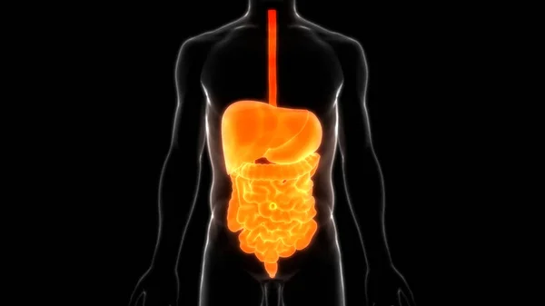 Menselijk Spijsverteringssysteem Grote Kleine Intestine Anatomie — Stockfoto