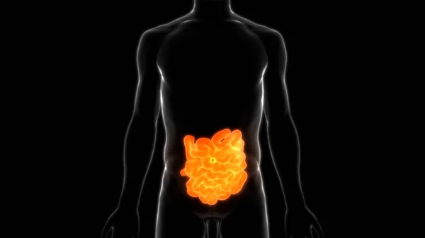 Menselijk Spijsverteringssysteem Grote Kleine Intestine Anatomie Illustratie — Stockfoto