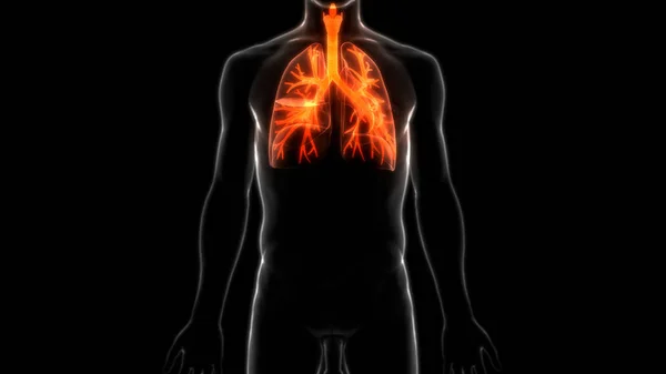 Human Respiratory System Lungs Anatomy — Stock Photo, Image