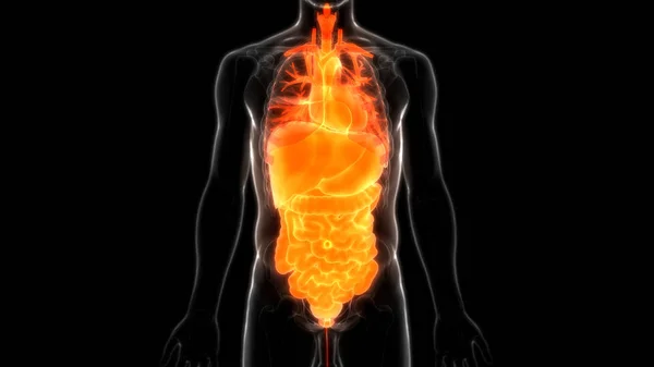 Nsan Sindirim Sistemi Geniş Nce Bağırsak Anatomisi Görüntü — Stok fotoğraf