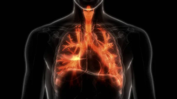 Sistema Respiratório Humano Anatomia Pulmonar — Fotografia de Stock