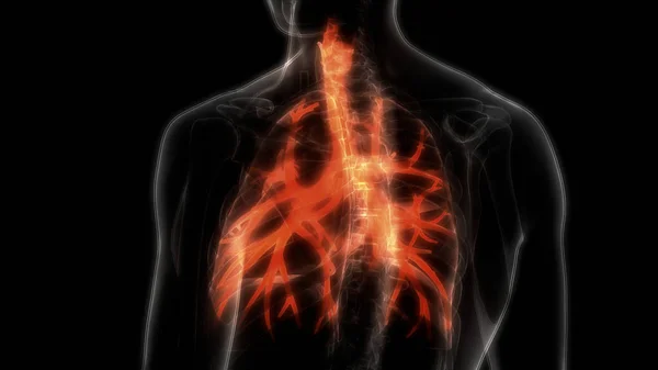 Sistema Respiratório Humano Anatomia Pulmonar — Fotografia de Stock