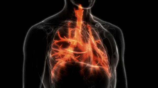 Human Respiratory System Lungs Anatomy — Stock Photo, Image