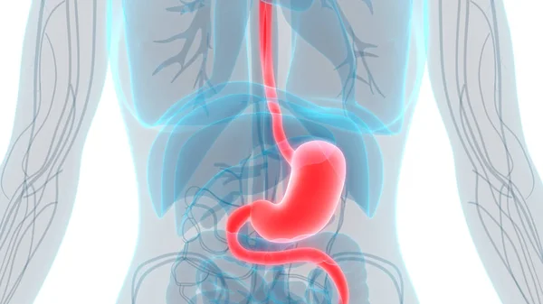 Mag Tarmkanalen Maganatomi Illustration — Stockfoto