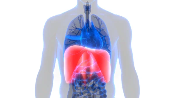 Human Respiratory System Diaphragm Anatomy Illustration — Stock Photo, Image