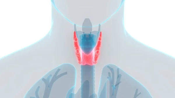 Human Body Glands Thyroid Gland Anatomy Inglés Ilustración —  Fotos de Stock