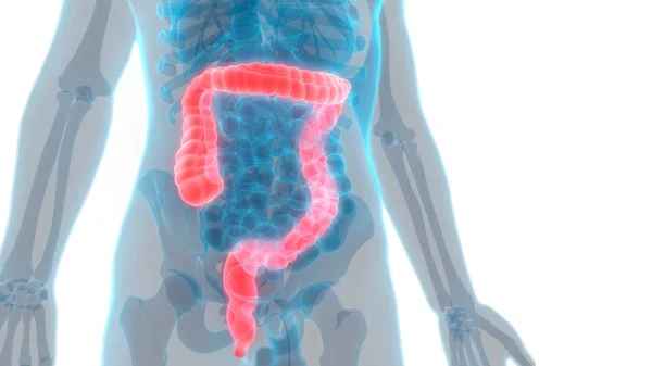 Anatomía Del Intestino Grueso Del Sistema Digestivo Humano —  Fotos de Stock
