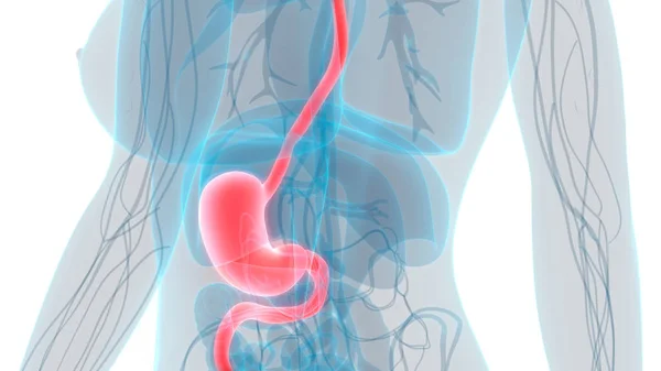 Anatomia Estômago Sistema Digestivo Humano Ilustração — Fotografia de Stock