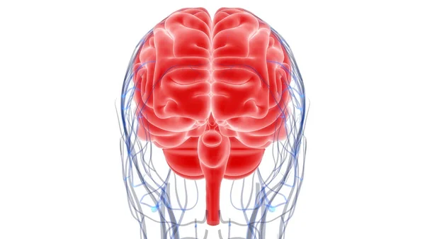 Anatomía Del Cerebro Humano Ilustración —  Fotos de Stock