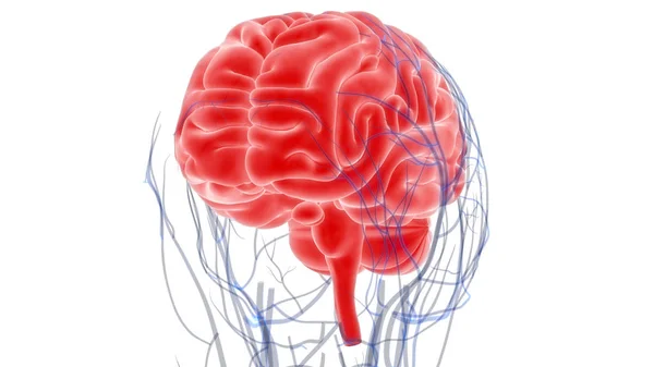 Nsan Beyni Anatomisi Illüstrasyon — Stok fotoğraf