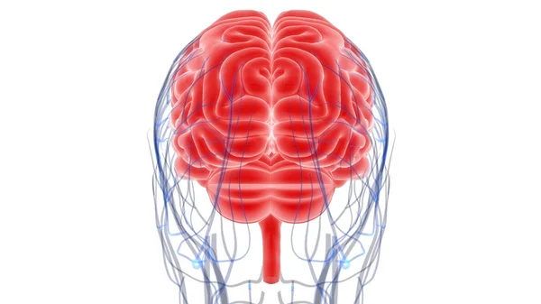 Anatomía Del Cerebro Humano Ilustración — Foto de Stock