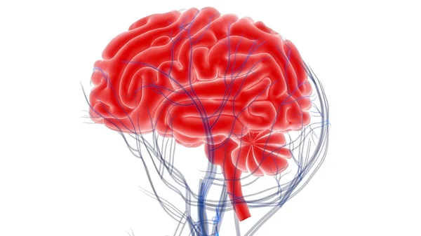 Анатомия Человеческого Мозга Иллюстрация — стоковое фото