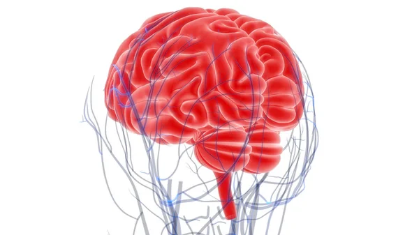 Anatomía Del Cerebro Humano Ilustración — Foto de Stock