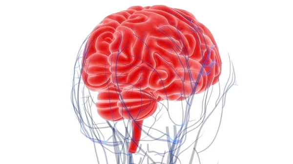 人間の脳の解剖学 3Dイラスト — ストック写真