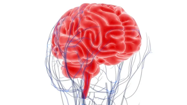 Human Brain Anatomy Illustration — Stock Photo, Image