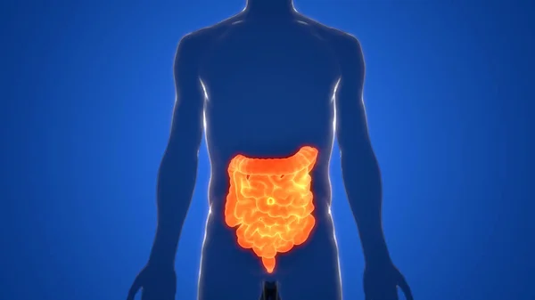 Sistema Digestivo Humano Anatomía Del Intestino Delgado Grueso Ilustración — Foto de Stock