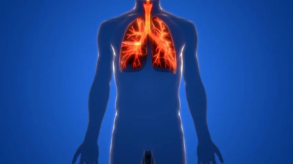 Anatomia Polmonare Del Sistema Respiratorio Umano — Foto Stock