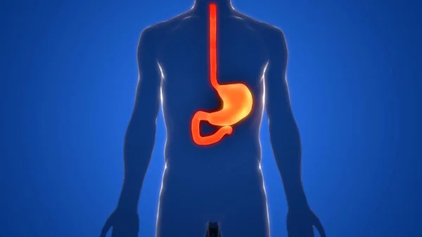 Ludzki Układ Pokarmowy Anatomia Żołądka Ilustracja — Zdjęcie stockowe