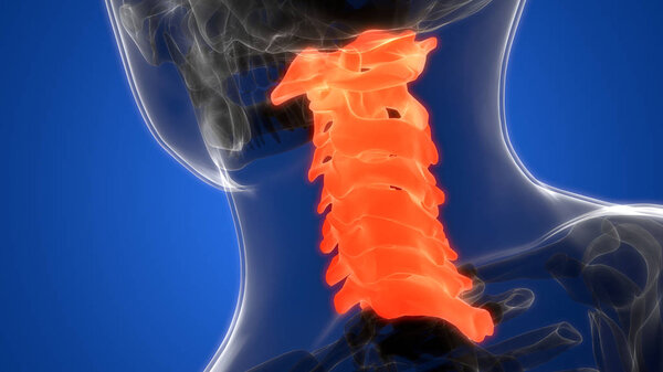 Spinal cord Anatomy (Cervical vertebrae). 3D - Illustration