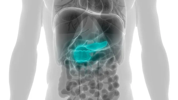 Menselijke Interne Spijsvertering Orgaanalvleesklier Anatomie Illustratie — Stockfoto