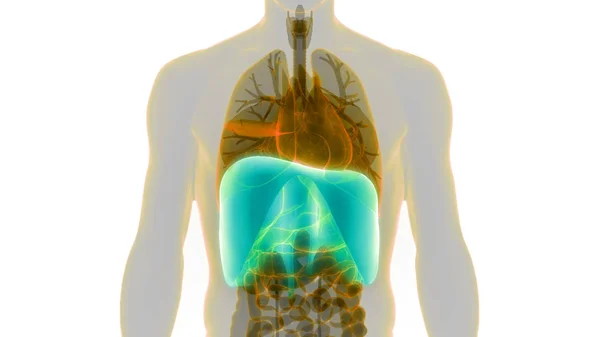 Anatomía Del Diafragma Del Sistema Respiratorio Humano Ilustración —  Fotos de Stock