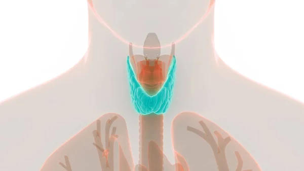 Ludzkie Ciało Wypełnia Anatomię Tarczycy Ilustracja — Zdjęcie stockowe