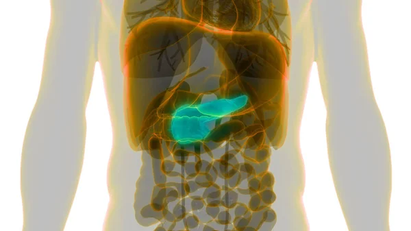 Anatomia Del Pancreas Dell Organo Digestivo Interno Umano Illustrazione — Foto Stock