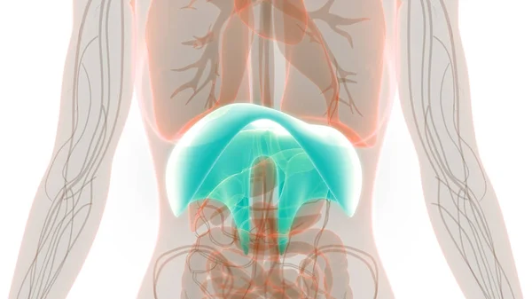 Anatomia Del Diaframma Del Sistema Respiratorio Umano Illustrazione — Foto Stock